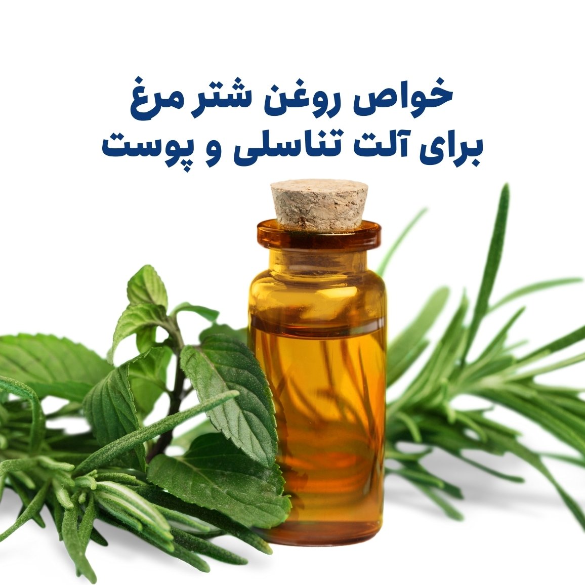 خواص روغن شتر مرغ برای آلت تناسلی